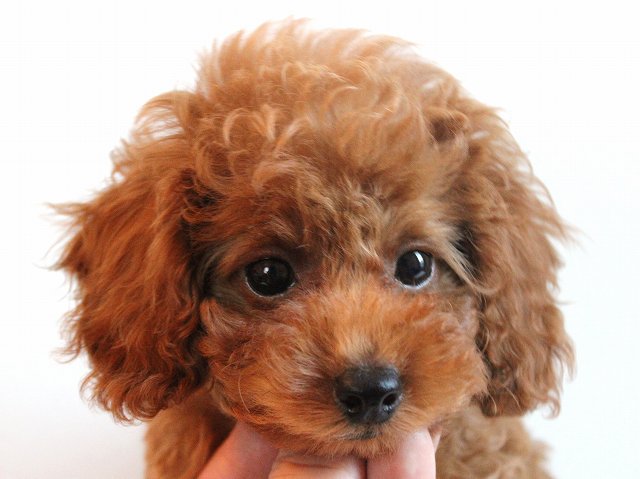 パパはチャンピオン犬!レッドのイケメンくん♪