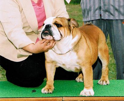 父犬:JKC.チャンピオン BULL PEN MINA JP VAN