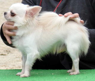父犬