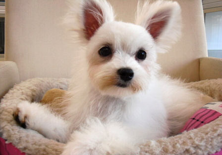 ミックス犬 マルチーズ×チワワの男の子