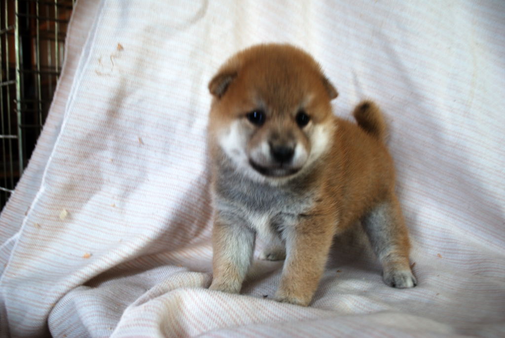 愛らしい柴犬の男の仔
