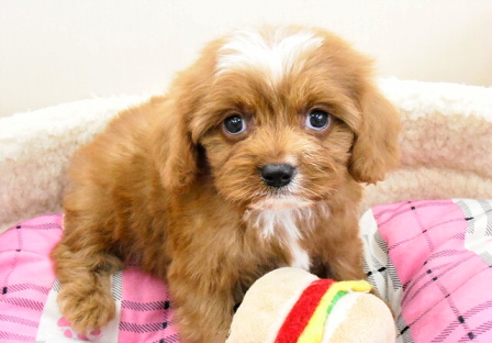 ミックス犬 キャバリア×トイプードルの男の子です!