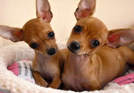 ミックス犬 ミニピン×チワワの女の子