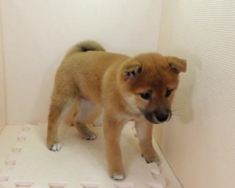 柴犬女の子