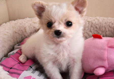 ミックス犬 チワプーの男の子です!