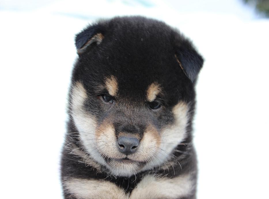 元気な黒柴犬