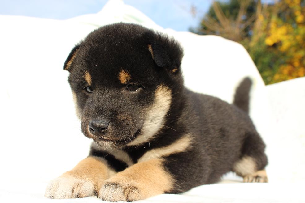 健康な黒柴犬
