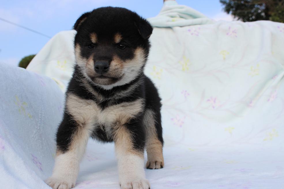活発な黒柴犬