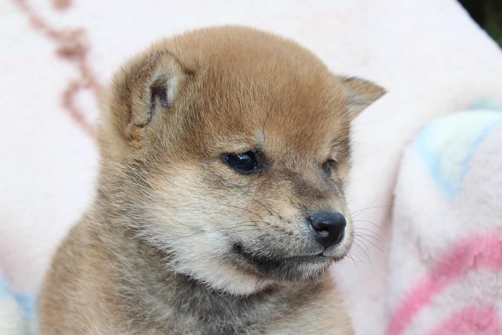 元気ものです