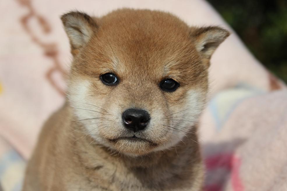毛色がきれいです