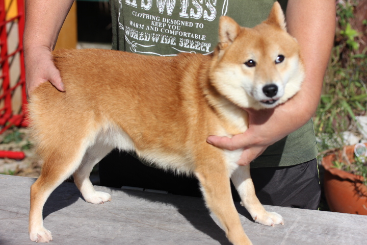 父親犬です。体高32cmです。