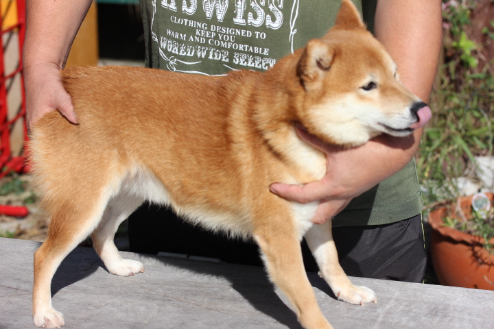 父親犬です。体高32cmです。