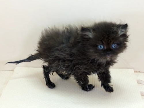 ペルシャ猫男の子
