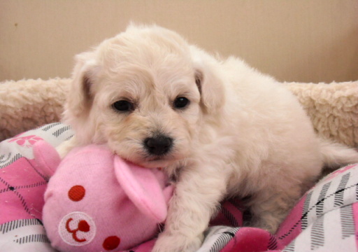 ミックス犬 ポメプークリームの女の子です♪