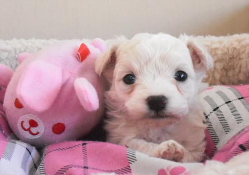 ミックス犬 極小チワプークリームの男の子です!