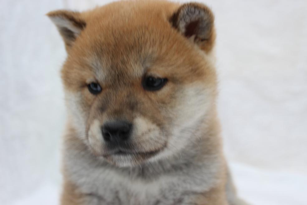 利口な柴犬だよ〜