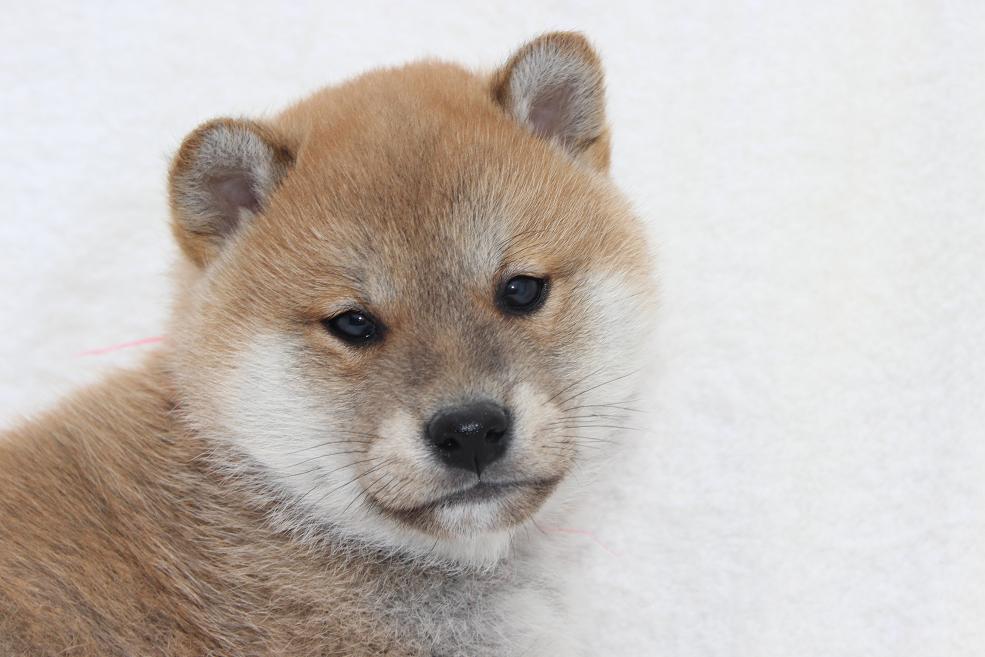 丈夫な柴犬だよ〜