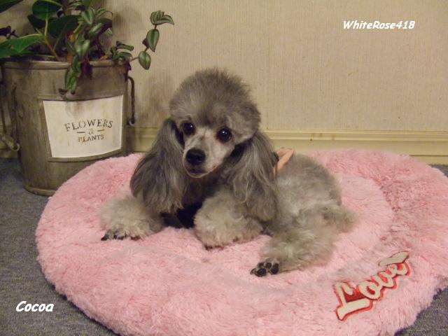 ママ犬です♪
