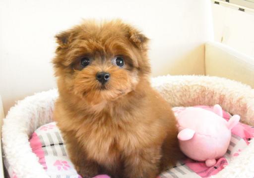ミックス犬 ポメプーのレッドの女の子です♪