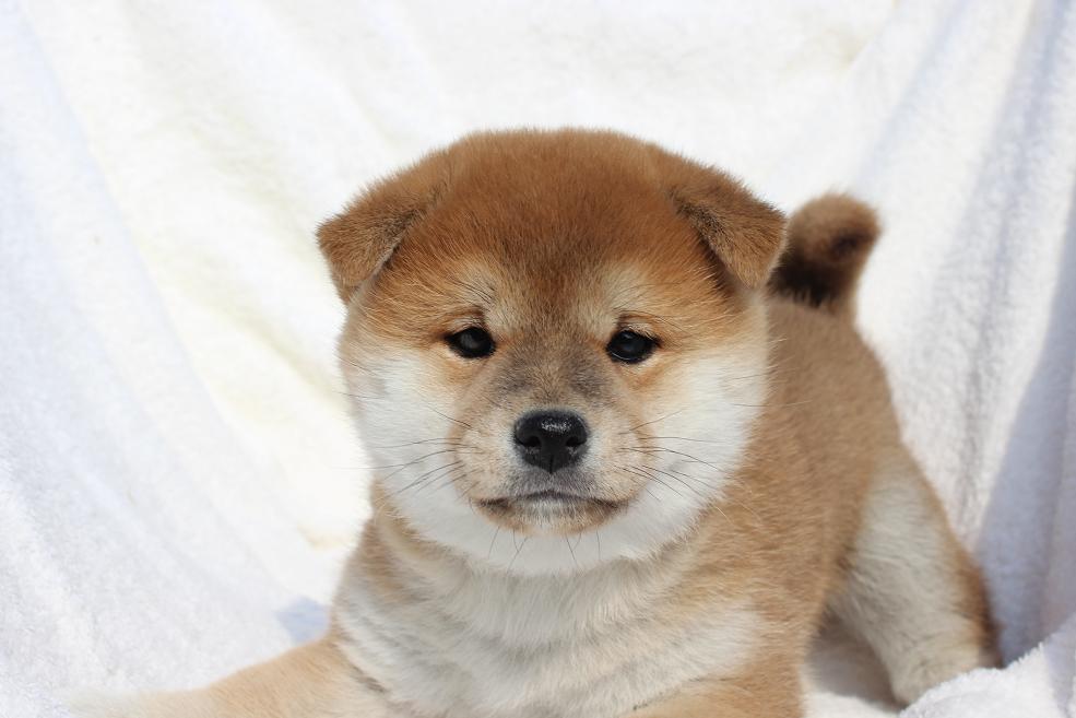 可愛いよ!