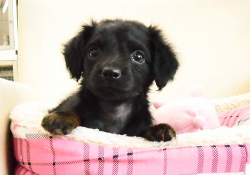 ミックス犬 チワックスの男の子です!