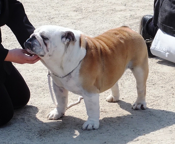 父犬:JKCチャンピオン