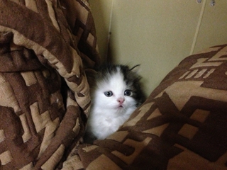 スコティッシュフォールドの子猫
