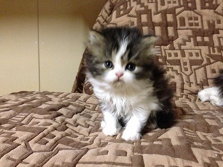 スコティッシュフォールドの子猫