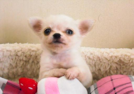極小ロングコートチワワ クリームの男の子です!