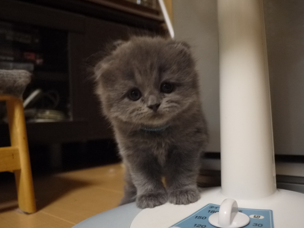 泣きそうなお顔ですね。