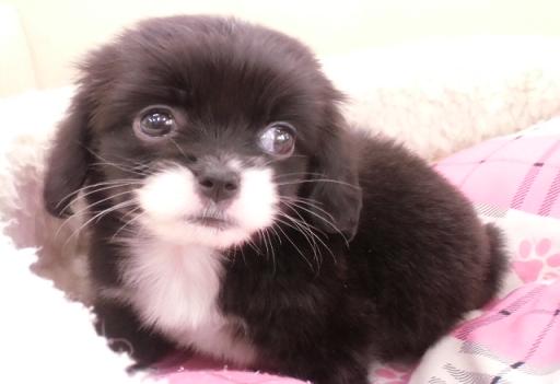 ミックス犬 狆×ミニチュアダックスフンドの女の子♪