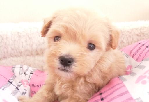 ミックス犬 マルプーのレッドの女の子です♪