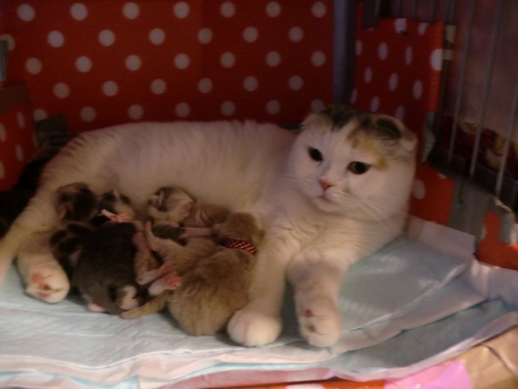 お母さん猫、ももちゃんです。