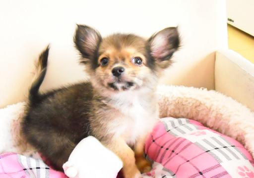 ミックス犬 パピチーのレッドの男の子です!