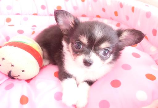 ミックス犬 ポメチーのトライカラーの女の子♪
