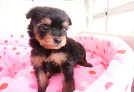ミックス犬 プーチーのブラックタンの女の子です!