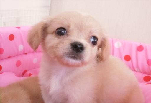 ミックス犬 キャバリア×チワワの男の子です!