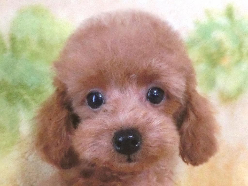 めっちゃめちゃかわいい小ぶりのレッド男の仔♪