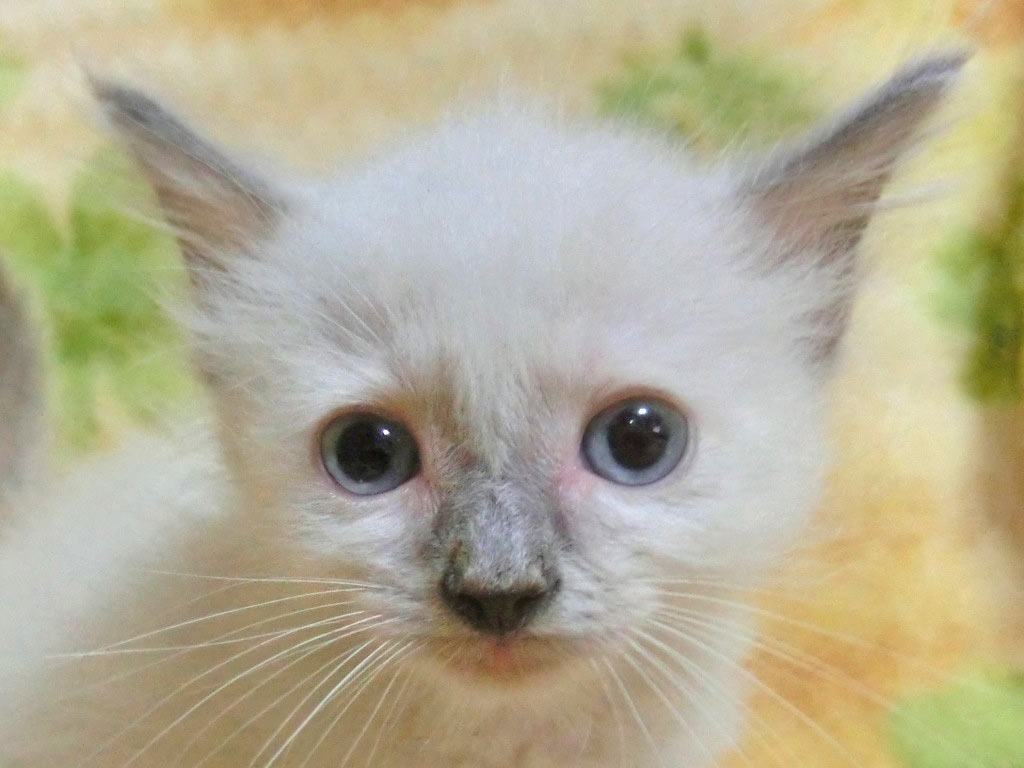 小ぶり☆お目々クリクリ男の仔♪