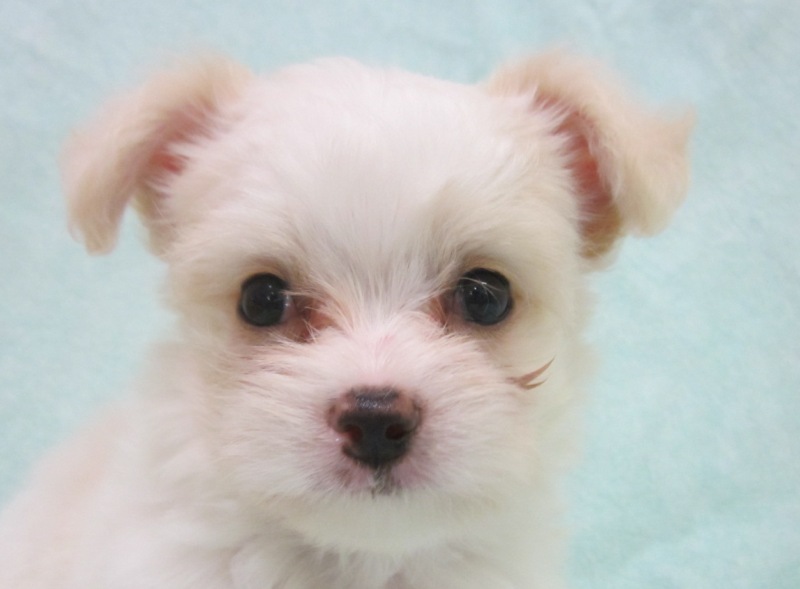 ミックス犬 ★チワワ×マルチーズ★ 出生証明書付
