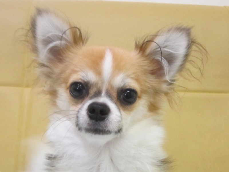 ★初めて飼う方に安心です。チワワの男の子★注射代込