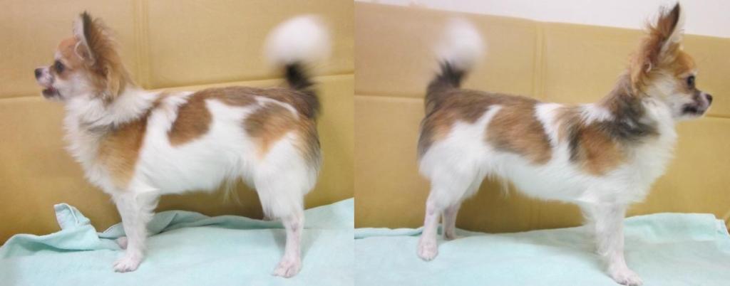 しっかりとした体つきです。8/10撮影