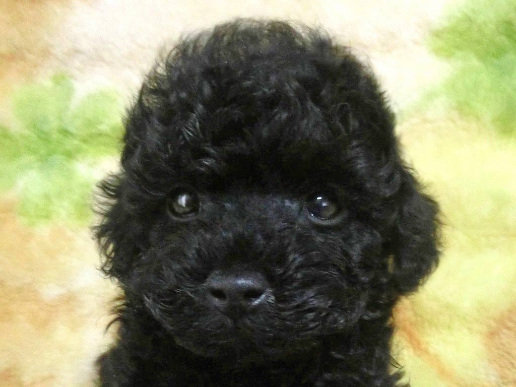Tカップ予想!! 円らな瞳のめっちゃカワイイ女の仔
