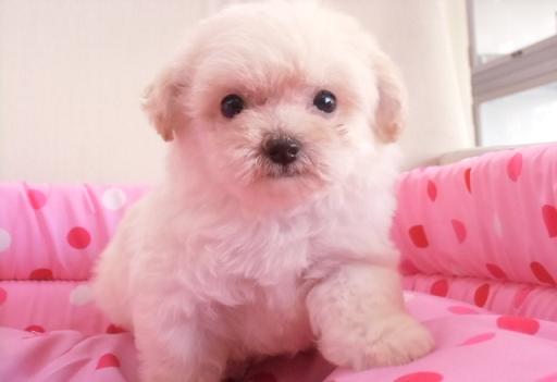 ミックス犬 ポメプーのクリームの女の子♪