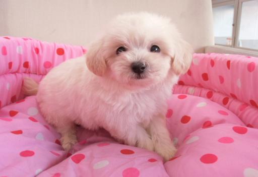 ミックス犬 ポメプーのクリームの男の子です!