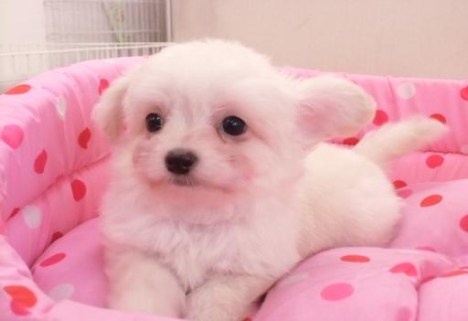 ミックス犬 ポメチーのクリームの男の子です!
