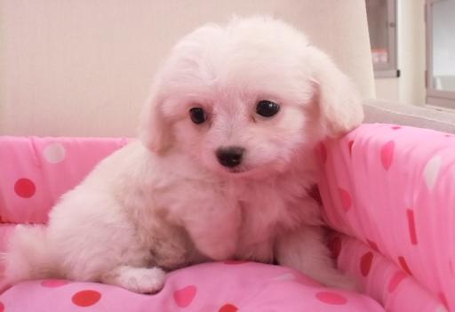 ミックス犬 ポメチーのクリームの女の子です♪