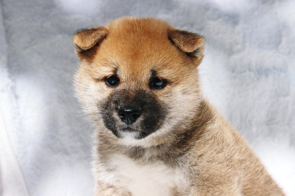 きれいな赤色になります