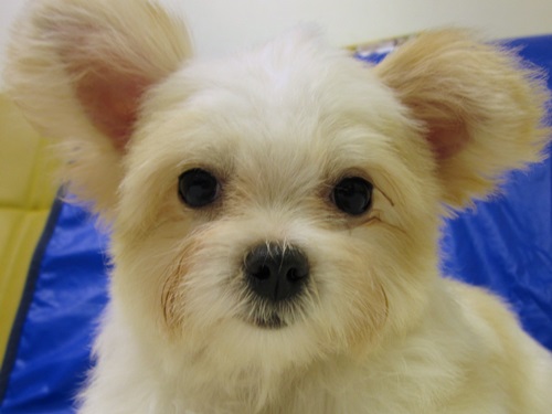 ミックス犬 ★チワワ×マルチーズ★ 出生証明書付