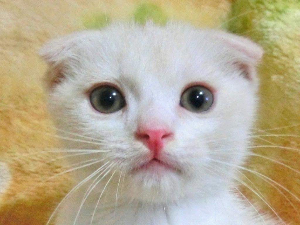 折耳 懐っこくて愛嬌たっぷりの可愛い男の仔♪